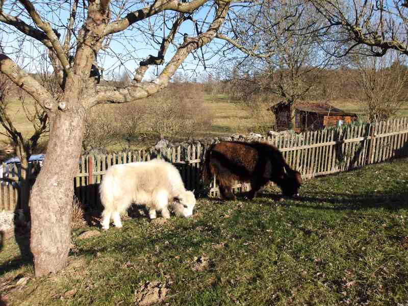 Jak domácí (Tibetský-Himálajský skot), Dzo, telata a na chov - foto 10