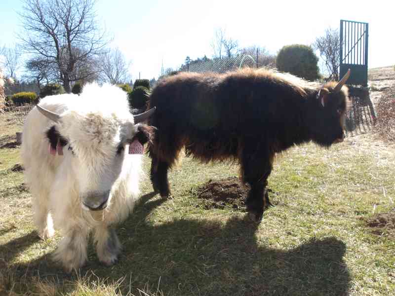 Jak domácí (Tibetský-Himálajský skot), Dzo, telata a na chov - foto 11