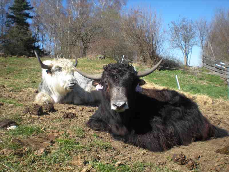 Jak domácí (Tibetský skot, Bos grunniens) - 2letý býček - foto 6