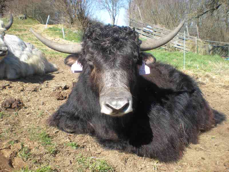 Jak domácí (Tibetský skot, Bos grunniens) - 2letý býček - foto 4