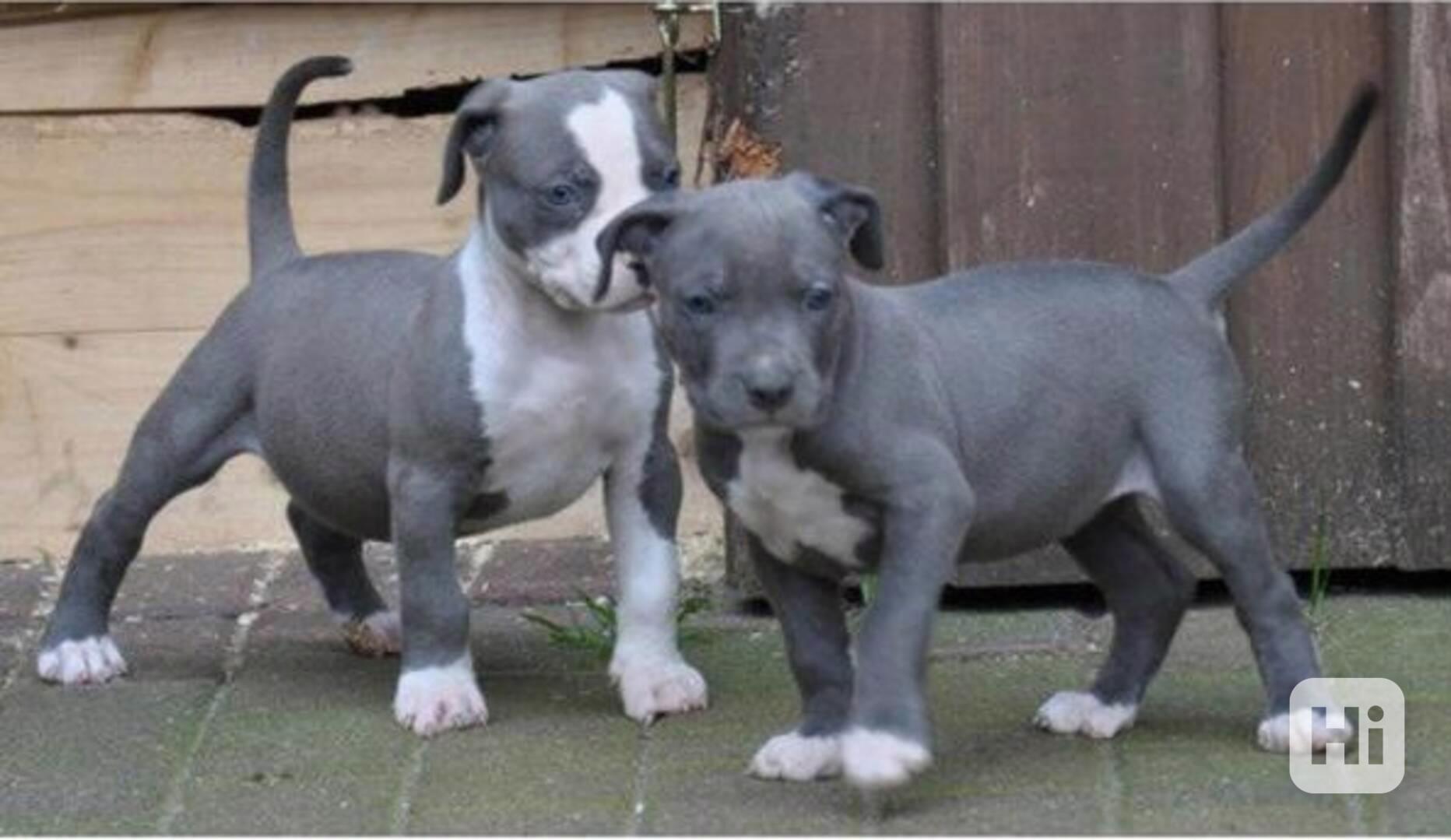 Registrovaná štěňata pitbula k adopci - foto 1
