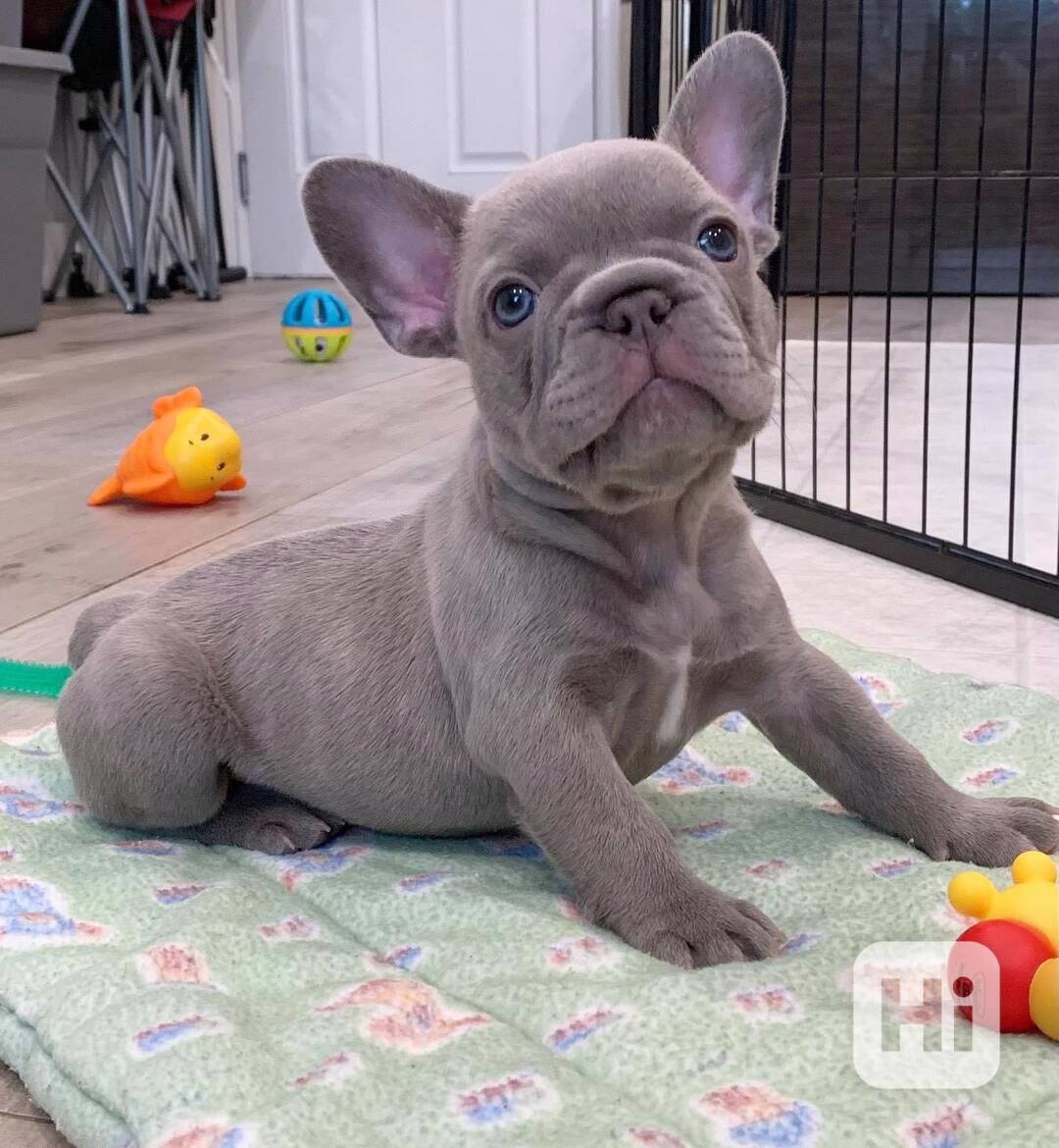 Štěňata francouzského buldoka Pp - foto 1