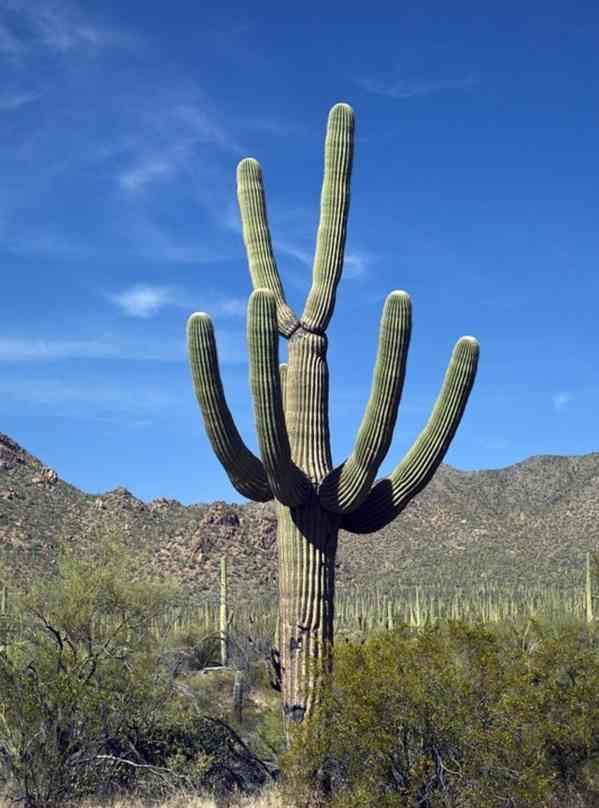 Kaktus Carnegiea gigantea Balení obsahuje 20 semen