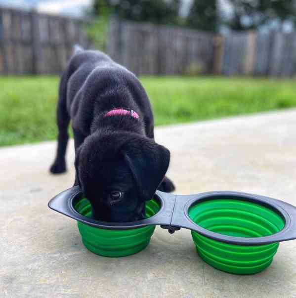 Štěně černého labradora k adopci - foto 3