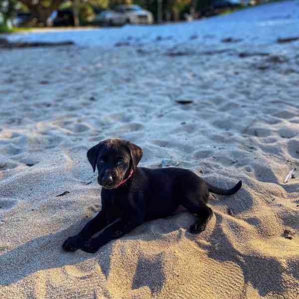 Štěně černého labradora k adopci - foto 4