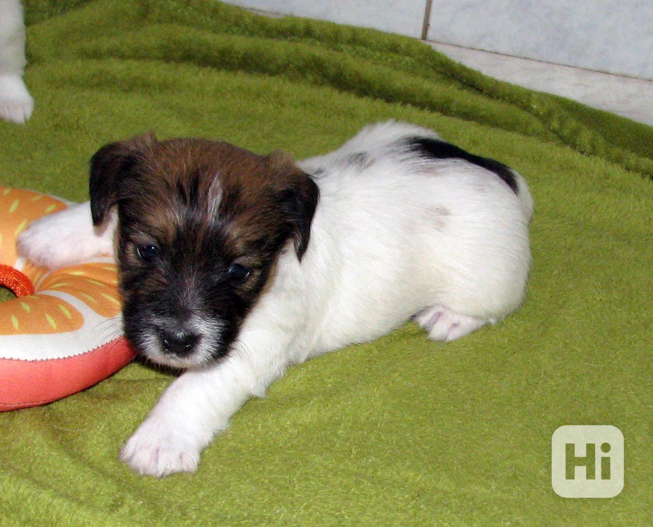 Štěňátka Jack Russell teriéra s PP k rezervaci - foto 1
