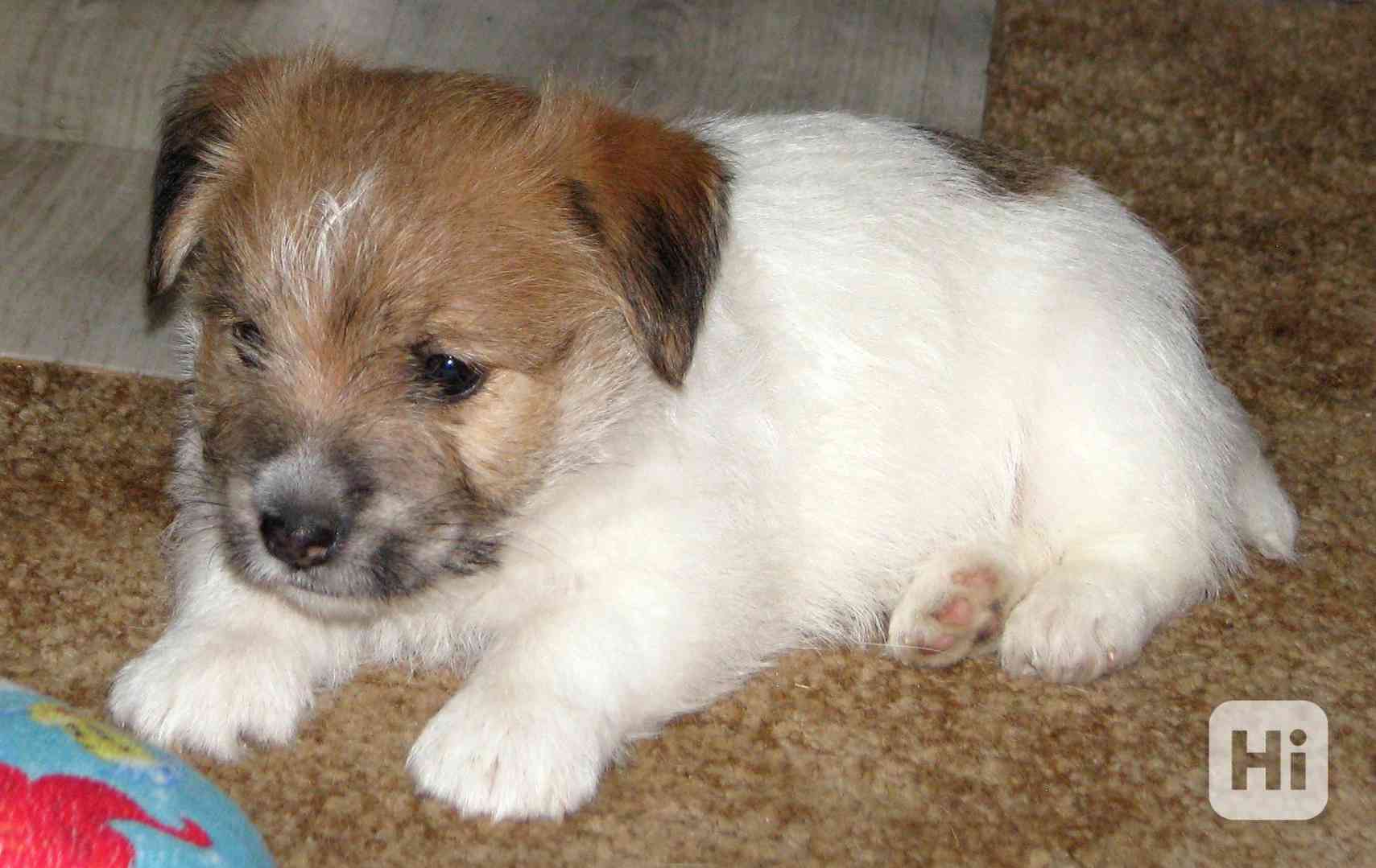 Poslední štěně - fenka Jack Russell teriéra s PP k rezervaci - foto 1