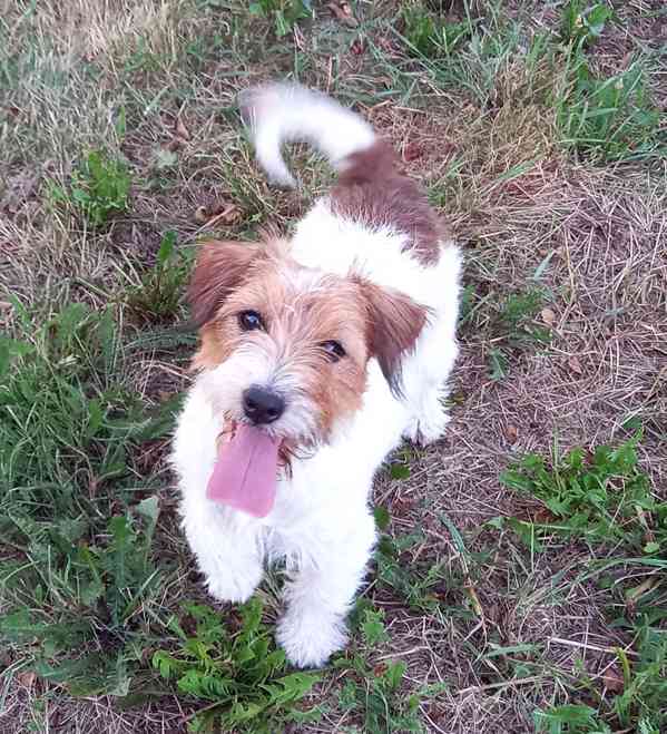 Štěňátka Jack Russell teriéra s PP k rezervaci - foto 7