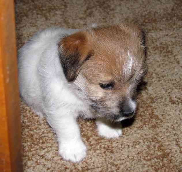 Poslední štěně - fenka Jack Russell teriéra s PP k rezervaci - foto 3