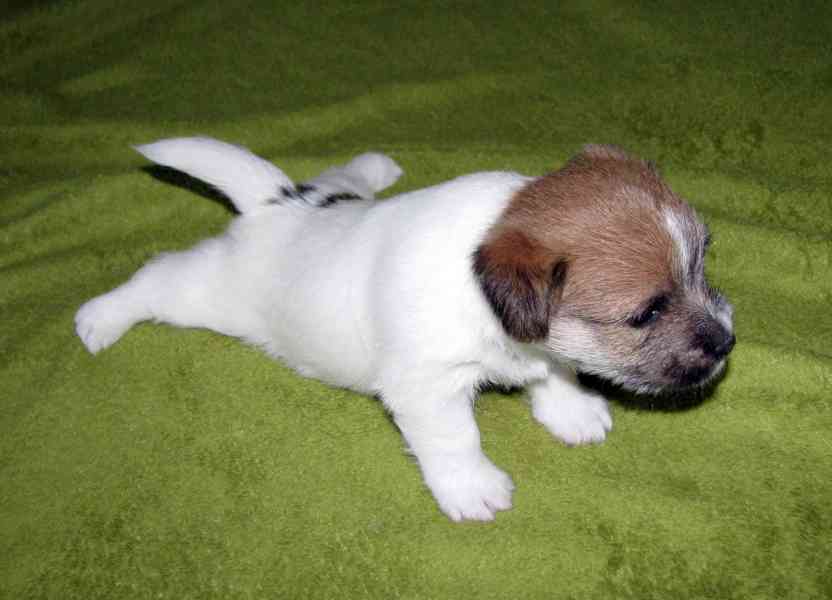 Štěňátka Jack Russell teriéra s PP k rezervaci - foto 6