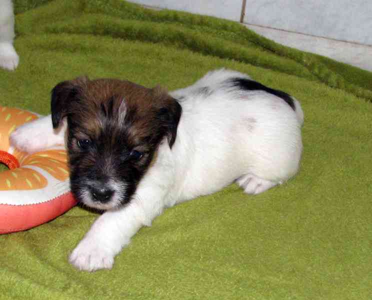 Štěňátka Jack Russell teriéra s PP k rezervaci - foto 1