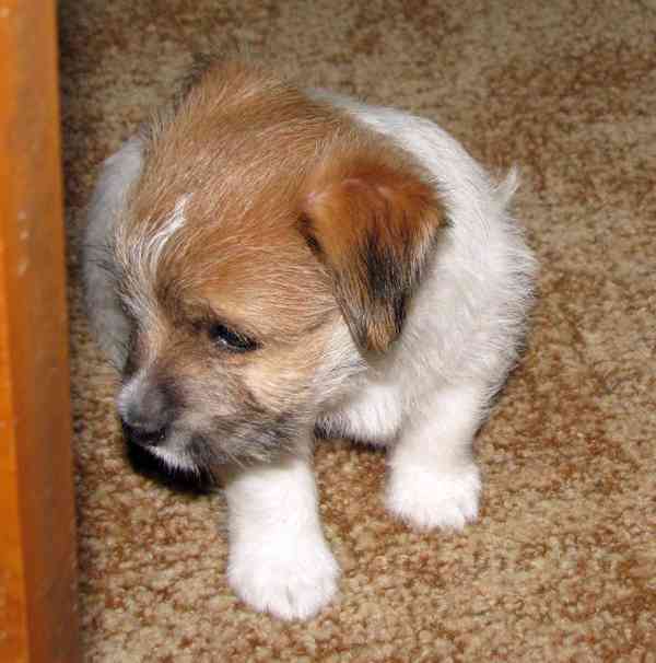 Poslední štěně - fenka Jack Russell teriéra s PP k rezervaci - foto 4