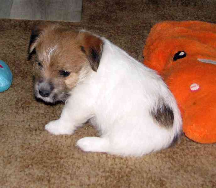 Poslední štěně - fenka Jack Russell teriéra s PP k rezervaci - foto 2