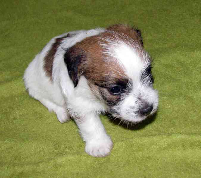Štěňátka Jack Russell teriéra s PP k rezervaci - foto 4