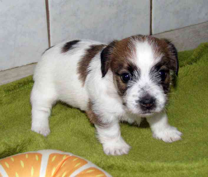 Štěňátka Jack Russell teriéra s PP k rezervaci - foto 3