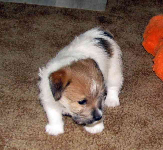 Poslední štěně - fenka Jack Russell teriéra s PP k rezervaci - foto 6