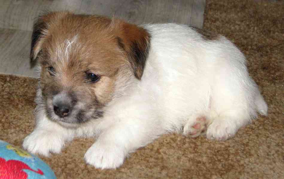 Poslední štěně - fenka Jack Russell teriéra s PP k rezervaci
