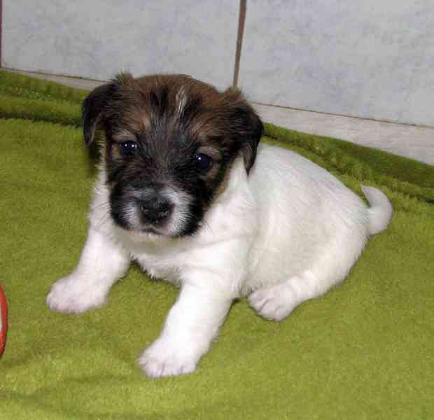 Štěňátka Jack Russell teriéra s PP k rezervaci - foto 2