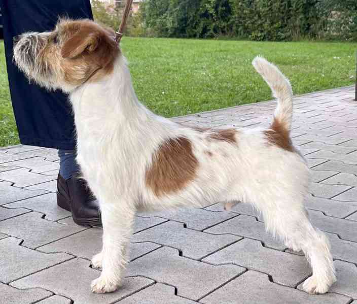 Štěňátka Jack Russell teriéra s PP k rezervaci - foto 8