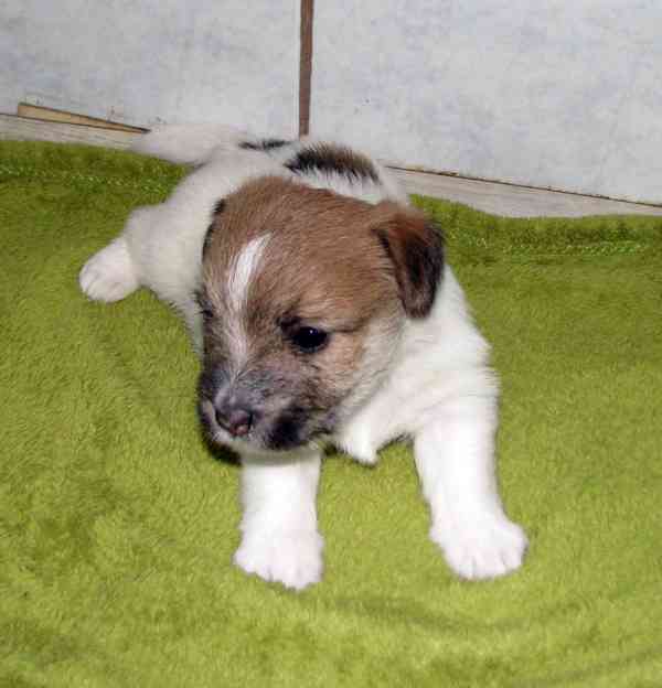 Štěňátka Jack Russell teriéra s PP k rezervaci - foto 5