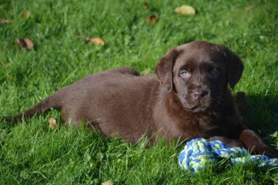  Štěňátka Labradorský retrívr - foto 2