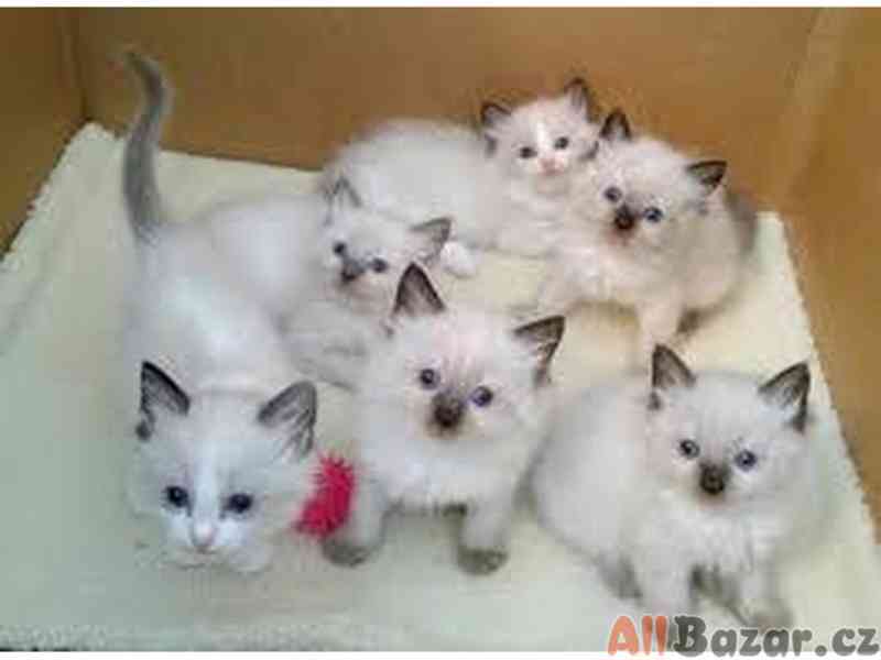 Roztomilá a okouzlující koťátka ragdoll - foto 1