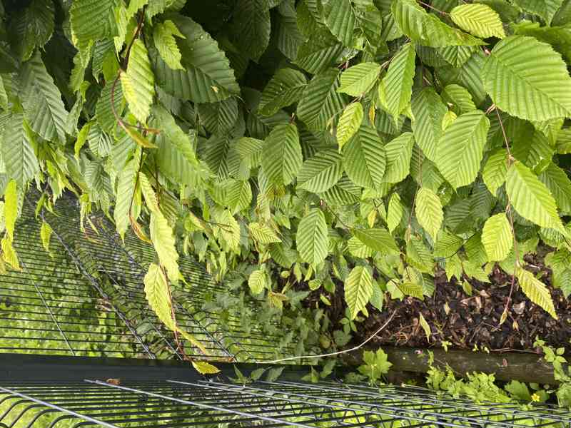 Habr na živý plot - foto 3