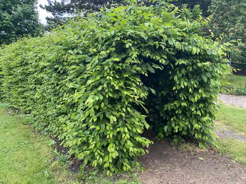 Habr na živý plot - foto 2