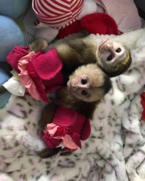  Nádherné kapucínské opice na prodej