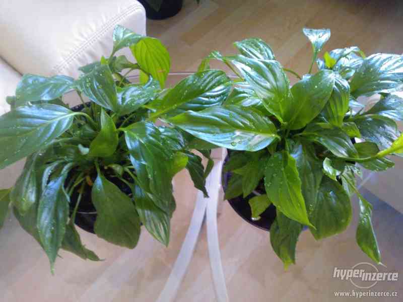 Prodám 3 ks pokojových rostlin Lopatkovců - foto 2