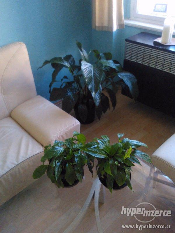 Prodám 3 ks pokojových rostlin Lopatkovců - foto 3