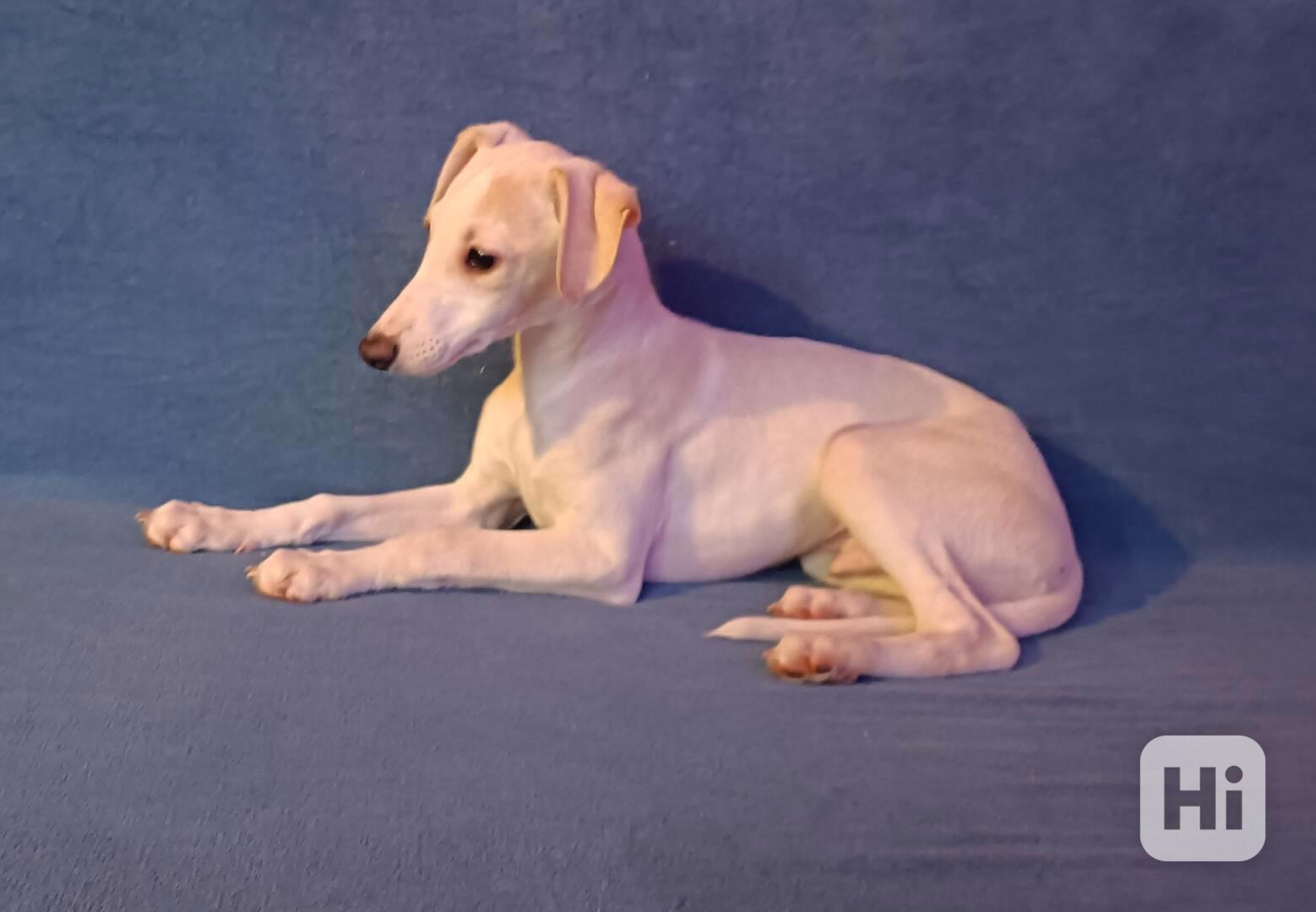Whippet /Vipet/ - prodám štěňata bez pp - foto 1