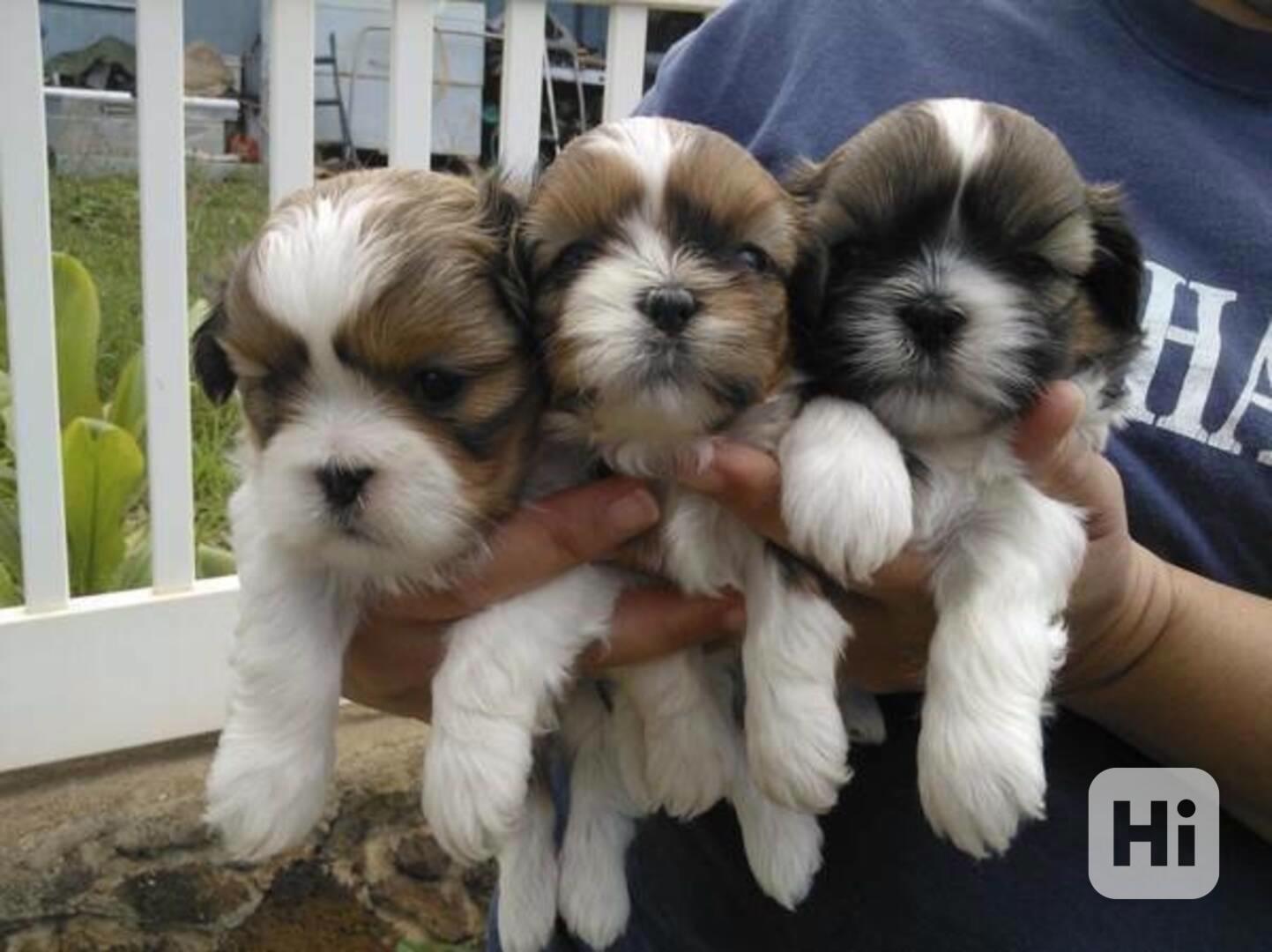 Štěně AKC Shih Tzu - foto 1