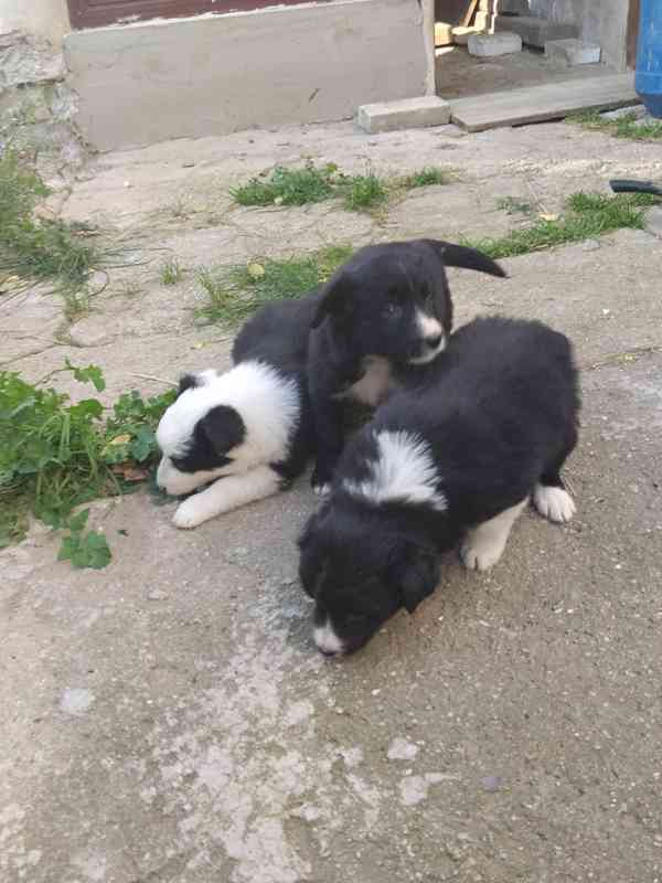 Štěňata border kolie - foto 3