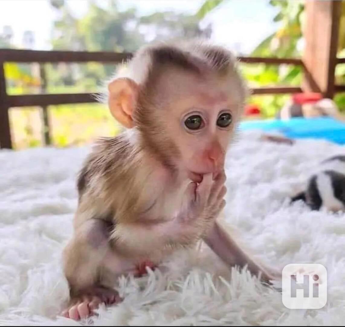 OKOUZLUJÍCÍ MLADE OPICE KAPUCÍNSKÉ K ADOPCI - foto 1