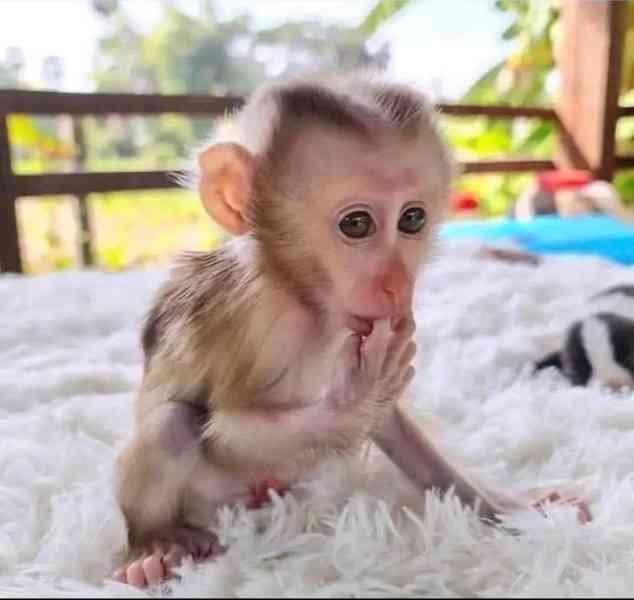OKOUZLUJÍCÍ MLADE OPICE KAPUCÍNSKÉ K ADOPCI - foto 1