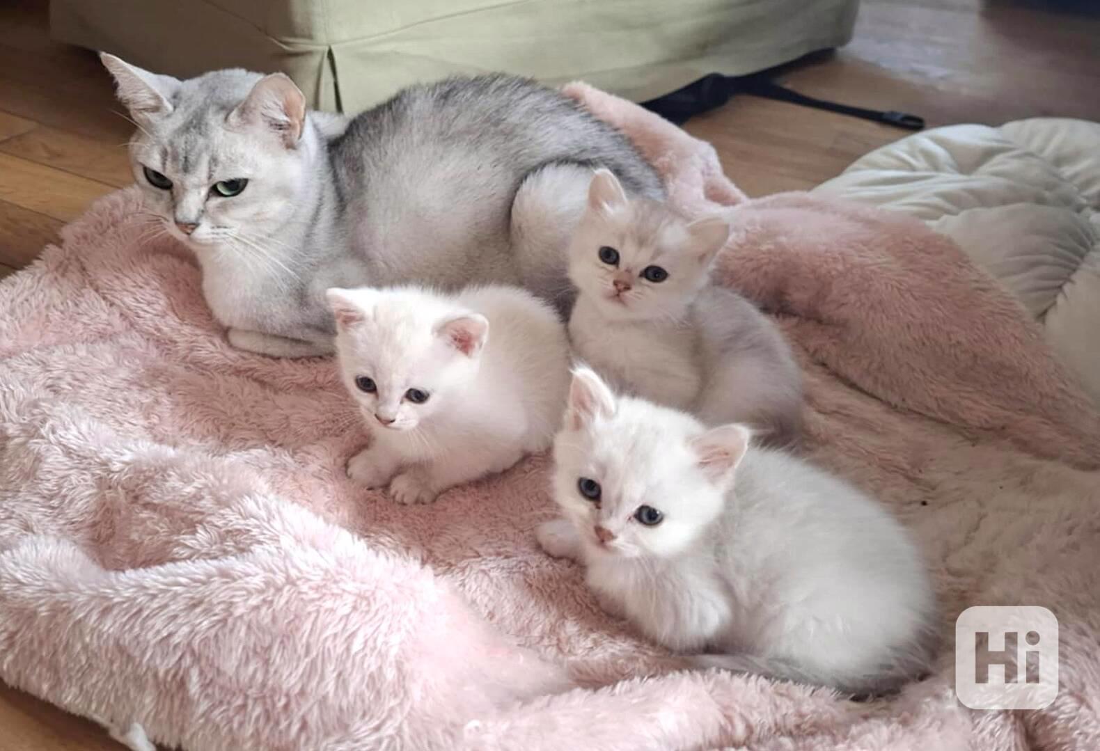 Burmilla - koťátka s PP  - foto 1