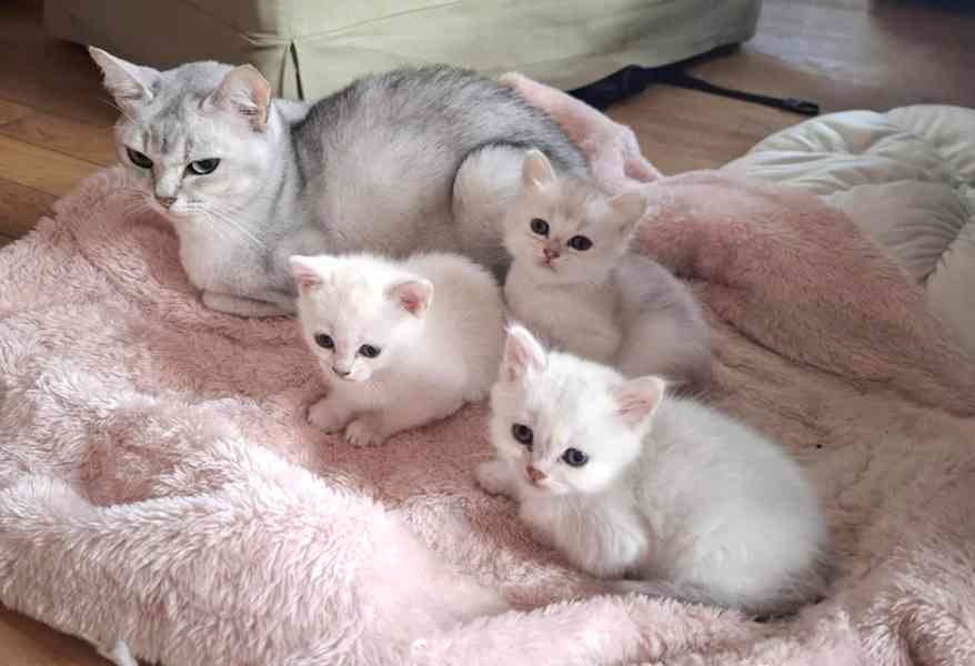 Burmilla - koťátka s PP  - foto 1