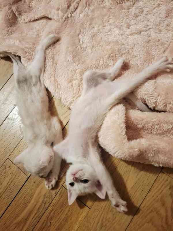 Burmilla - koťátka s PP  - foto 8