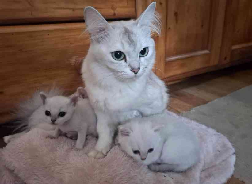 Burmilla - koťátka s PP  - foto 5