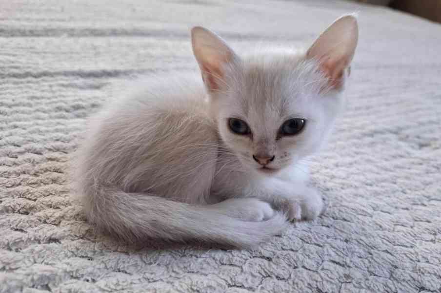 Burmilla - koťátka s PP  - foto 4