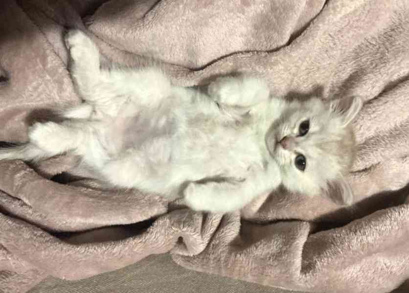 Burmilla - koťátka s PP  - foto 3