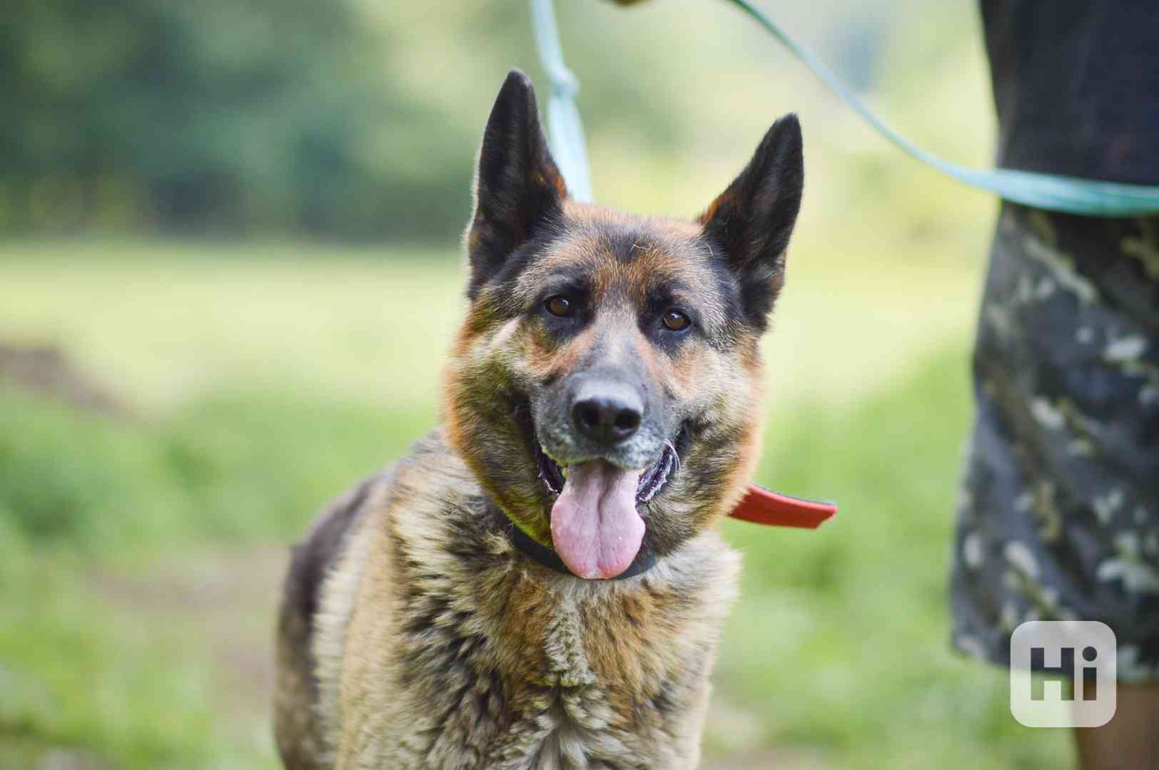 Roxy - x Německý ovčák, veselá, mazlivá holka, cca 4 roky - foto 1