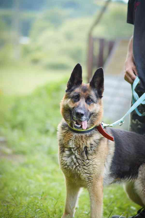 Roxy - x Německý ovčák, veselá, mazlivá holka, cca 4 roky - foto 3