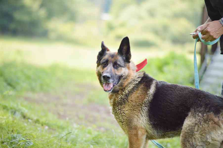 Roxy - x Německý ovčák, veselá, mazlivá holka, cca 4 roky - foto 2
