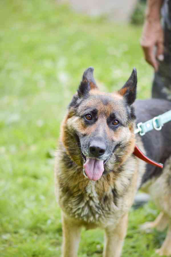 Roxy - x Německý ovčák, veselá, mazlivá holka, cca 4 roky - foto 4