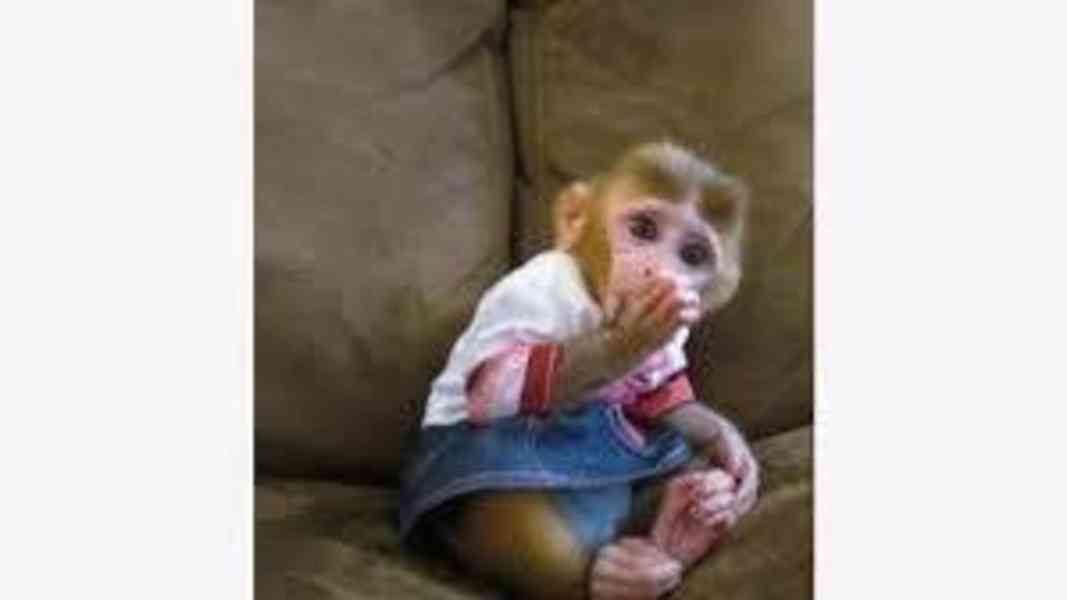 Roztomilý krásný samec kapucínské opice k adopci