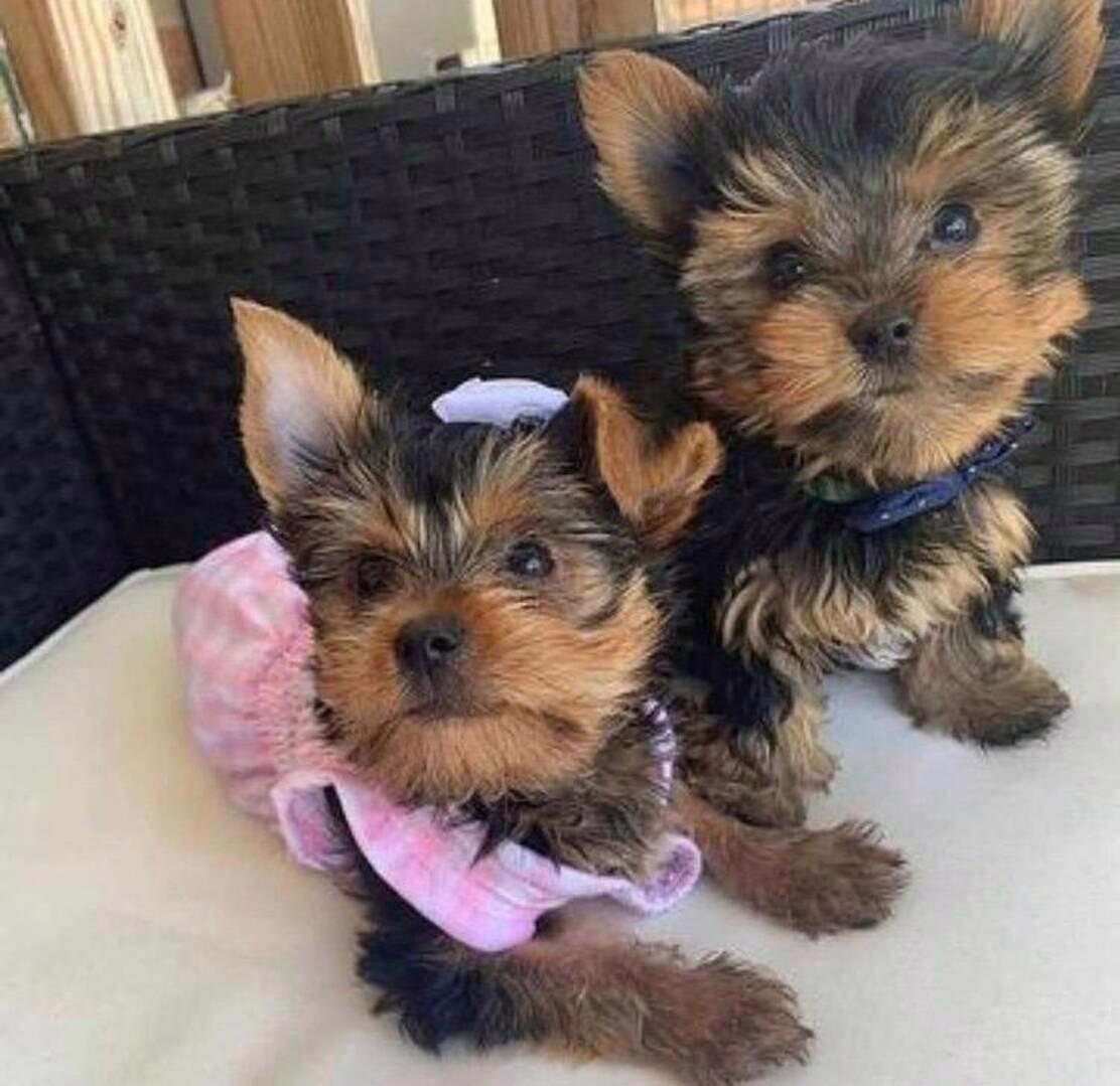 Krásná štěňátka k adopci - foto 1