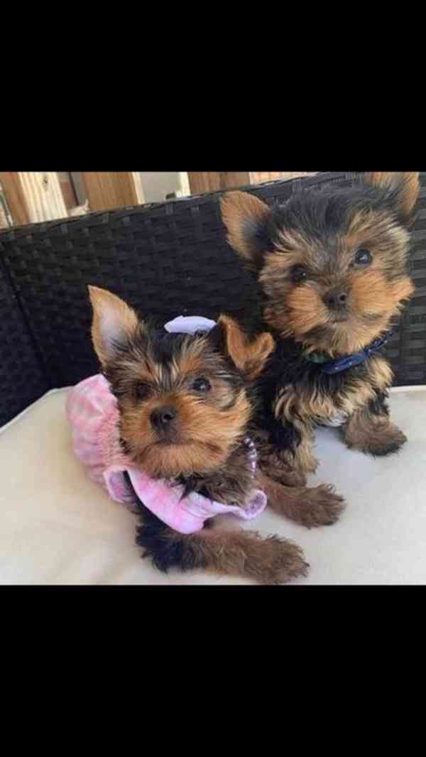 Krásná štěňátka k adopci - foto 3