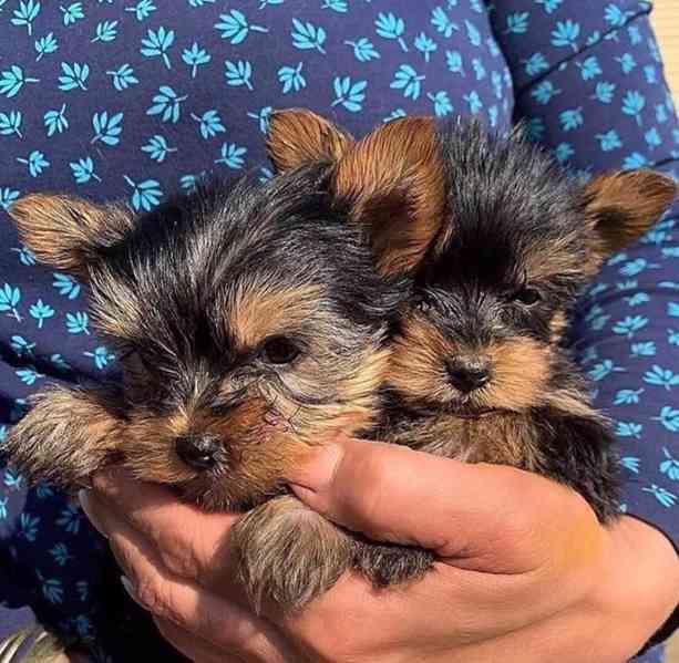 Krásná štěňátka k adopci - foto 2